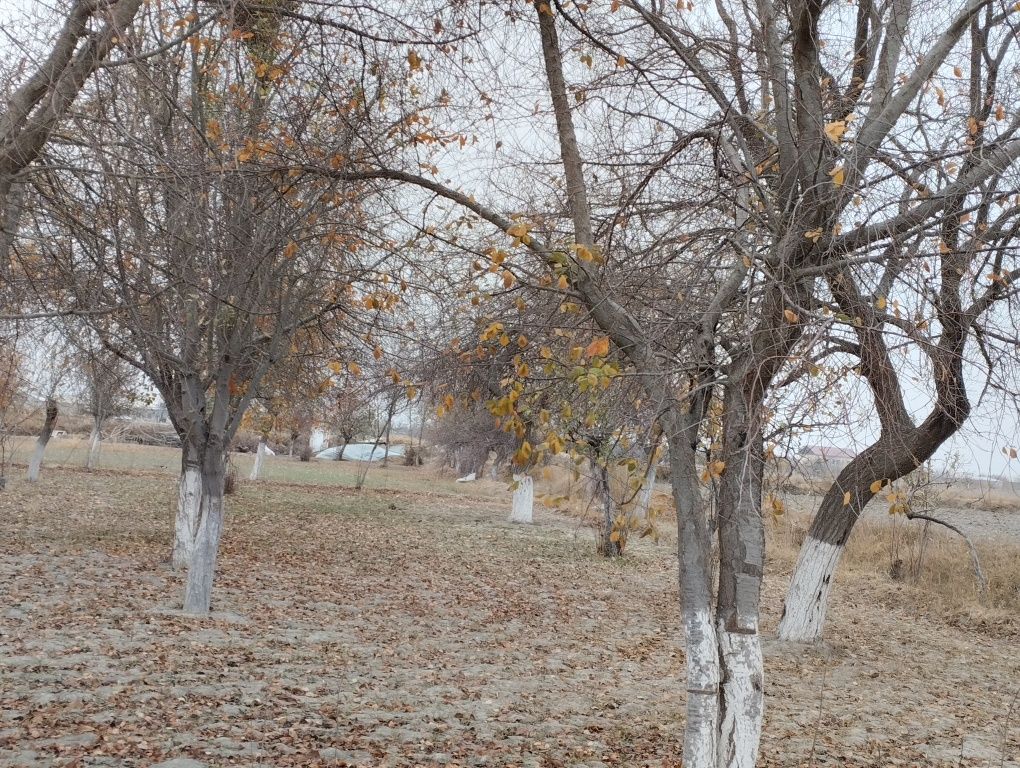 Дарахт Урик телл килинглар