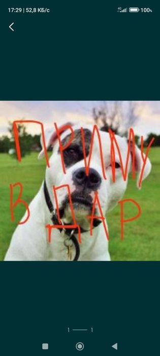 Бульдог  в хорошие руки уход гарантирую опыт есть