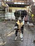 Spre Adoptie catel