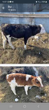 Продам  телят  телята  молочной  коровы