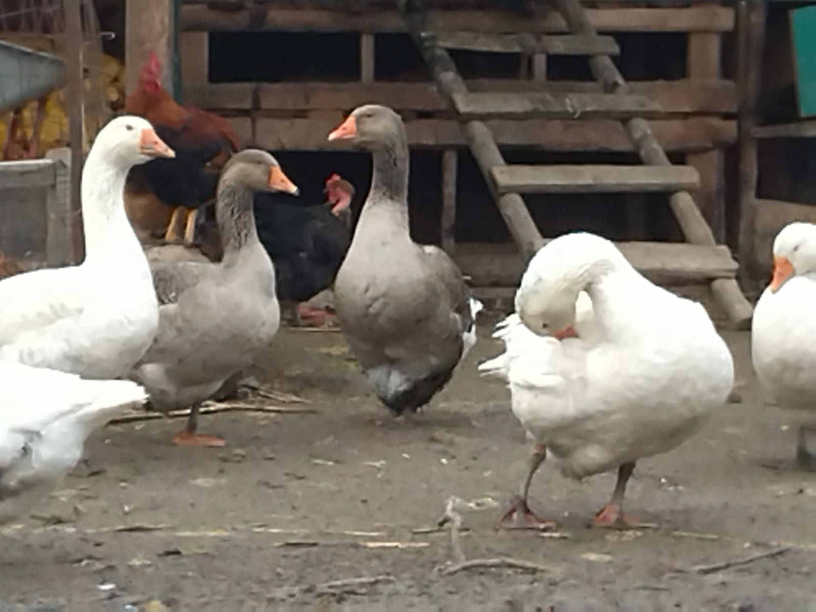 Vând gâște/boboci tolouse alb și negru rasa grea