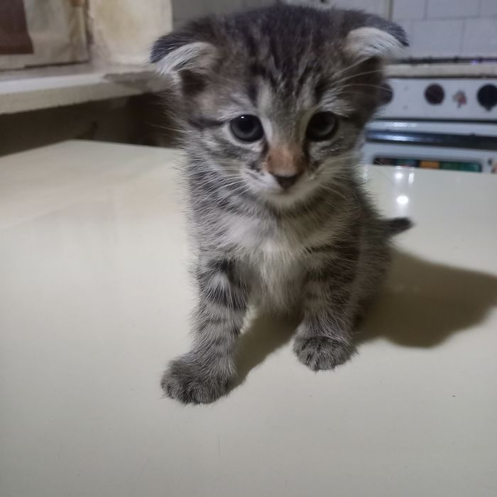 Вислоухая девочка  1,5 месяц