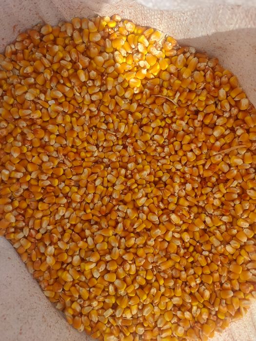 Makka doni 120 kunlik