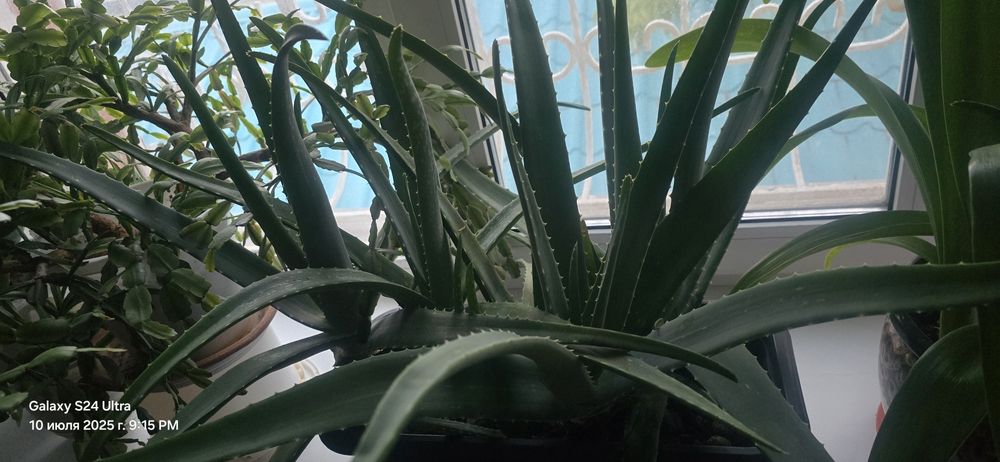 Продам АЛОЕ от 500тг