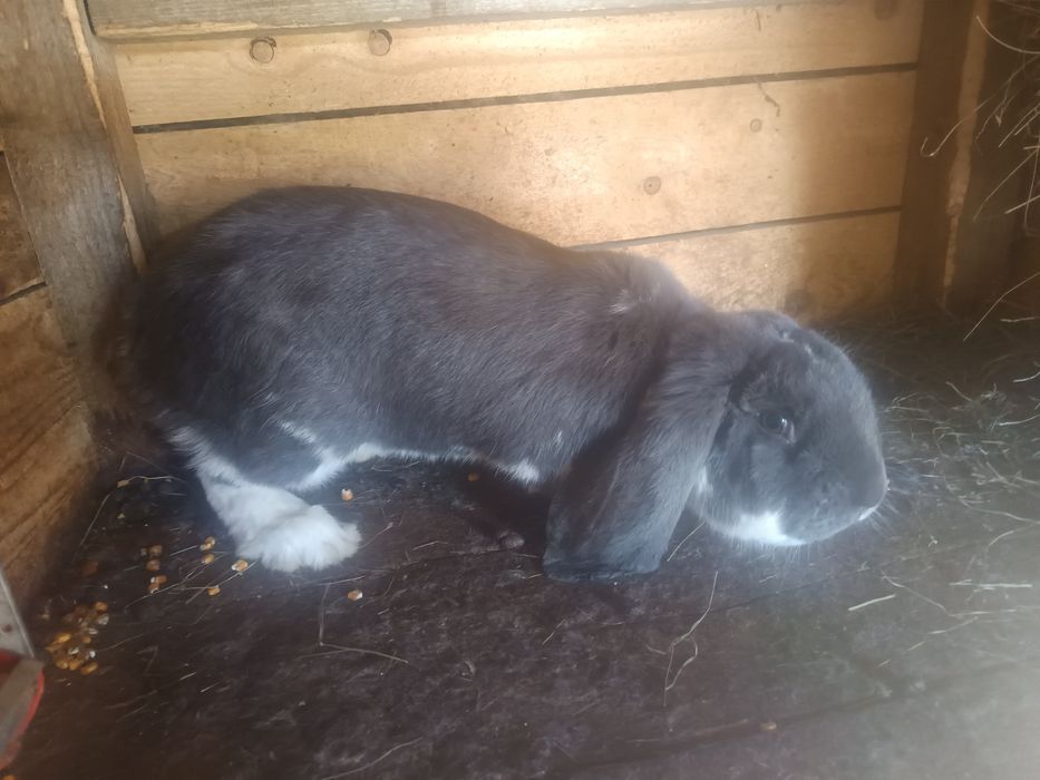 Iepuri ug si berbec german