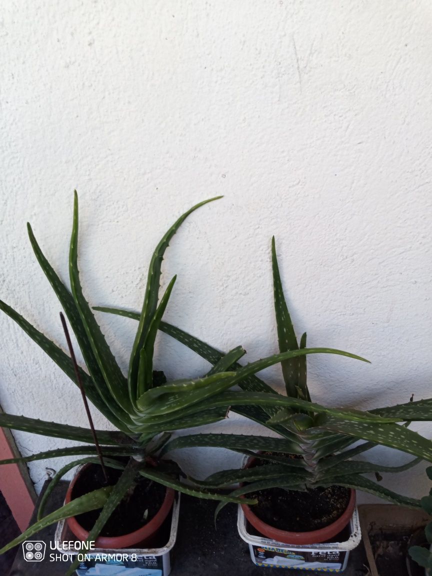 Продавам жълта кливия. Алое Arborescens и Алое Barbadensis