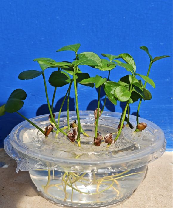 50 de semințe de pomelo într-un pachet