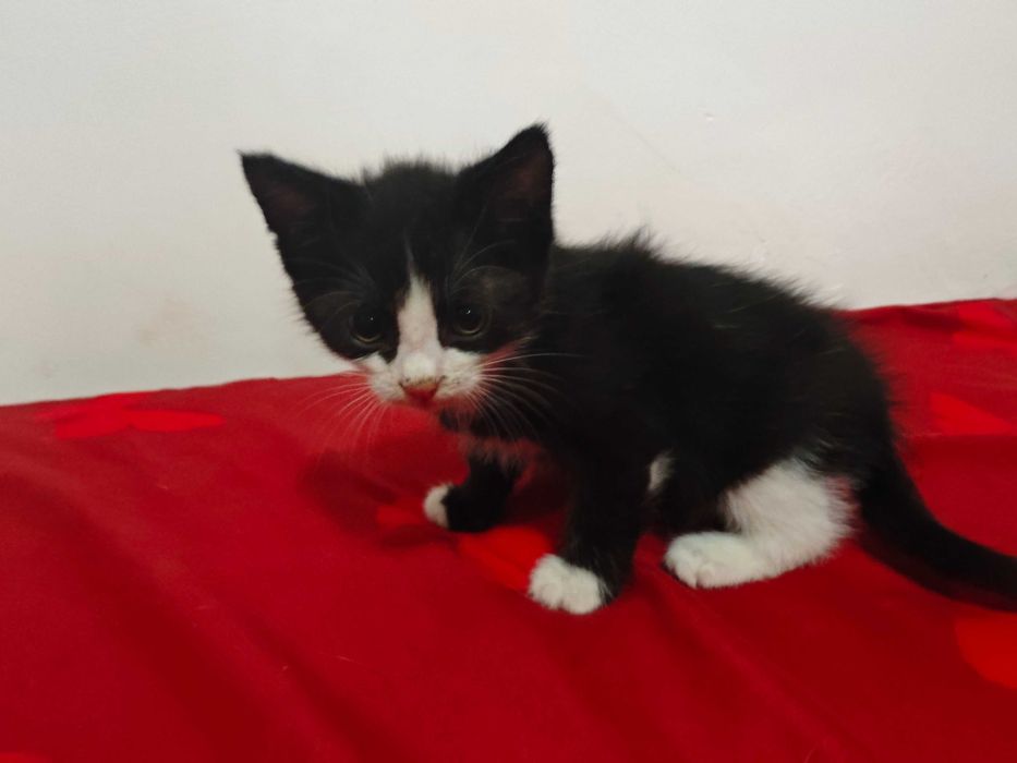Adopție pisoi de 6 săptămâni