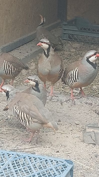 Кеклик горная куропатка