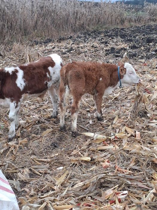 Vând 2 tăurași de 2 luni de pus la vaca semi înțărcați 3700lei bucata