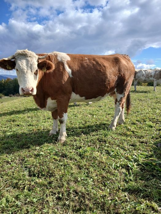 Vacă baltată românească