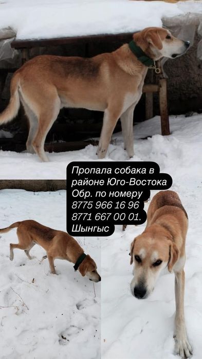 Пропала собака..