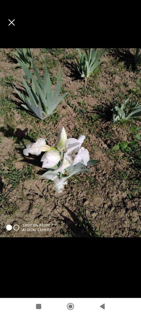 Rizomi iris germanica