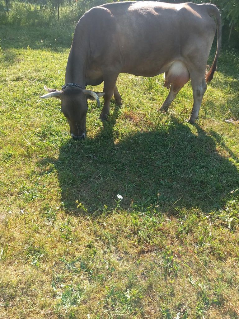 Vând vacă bună de lapte