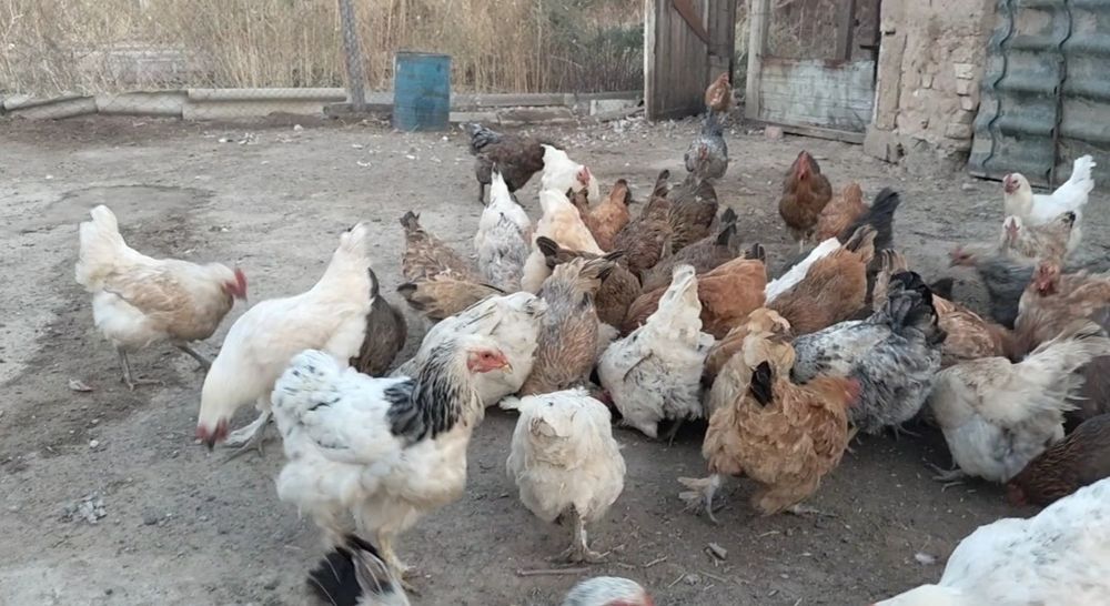Продам молодые куры