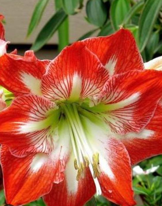 Продам амариллисы 3 расцветок.