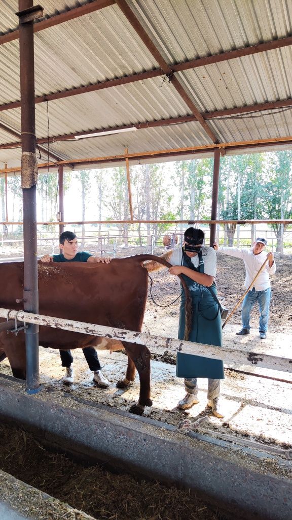 Veterinariya  Uzi xizmati Uzi xizmati
