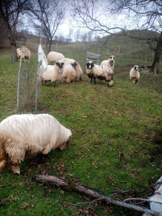 Vând 9 oi și un berbec