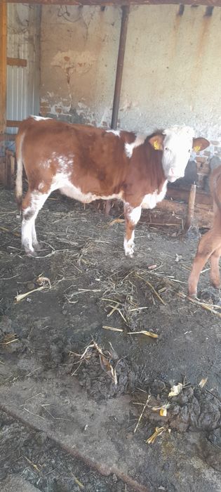 Vând 2 vițele de rasă