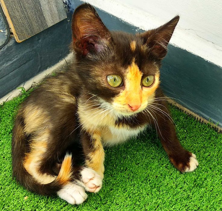 Подарявам малко шарено котенце