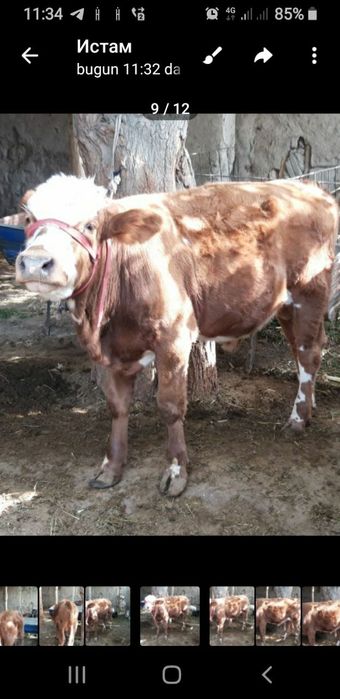 Gibrid buqa boqishga tayyor 6 oylik