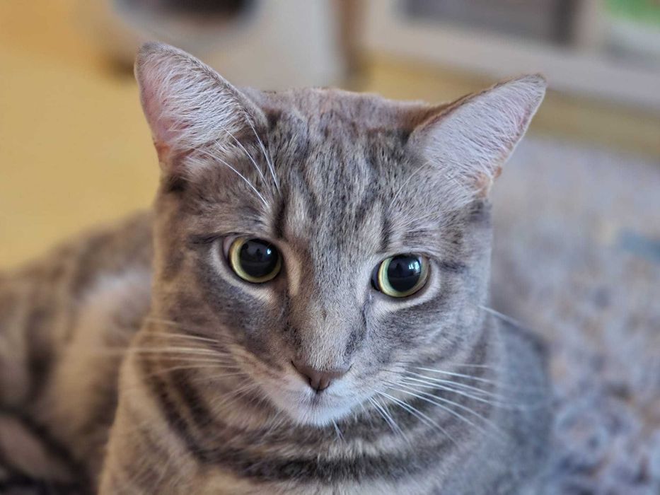 Pet care & sitting: servicii ingrijire pisici, catei talie mica