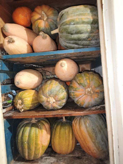 Продам тыквы дачные(сорта разные)