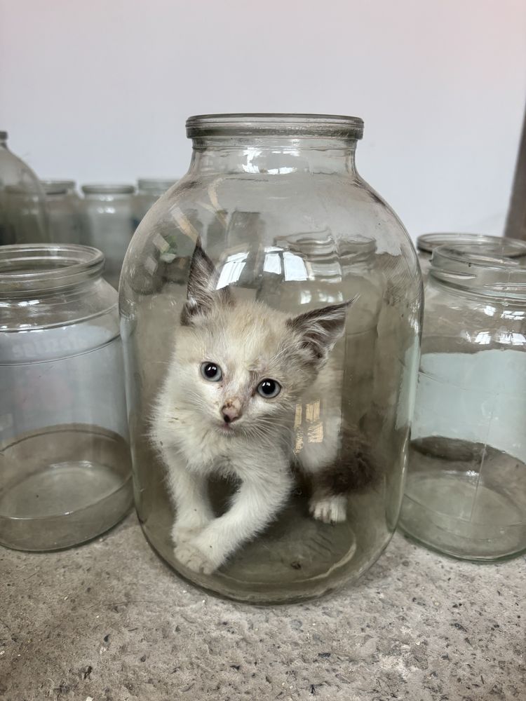 Котёнок в добрые руки