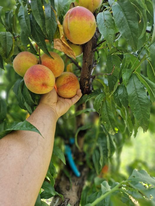 Pomi fructiferi de la producător