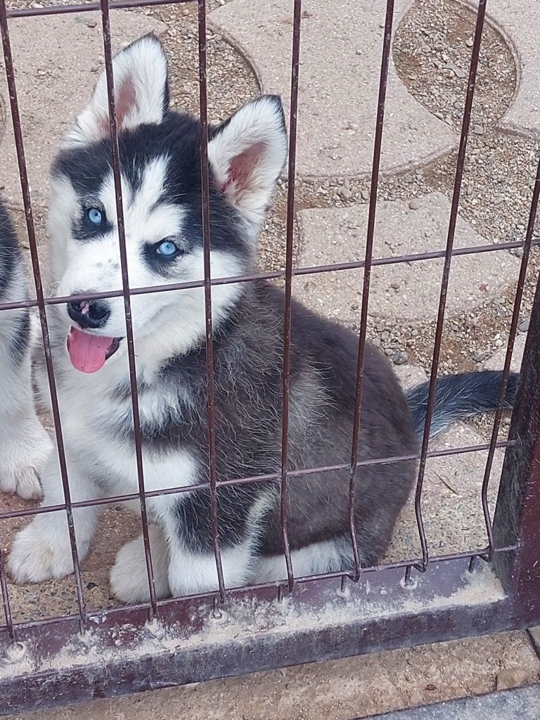 Мъжко хъски, честокръвно