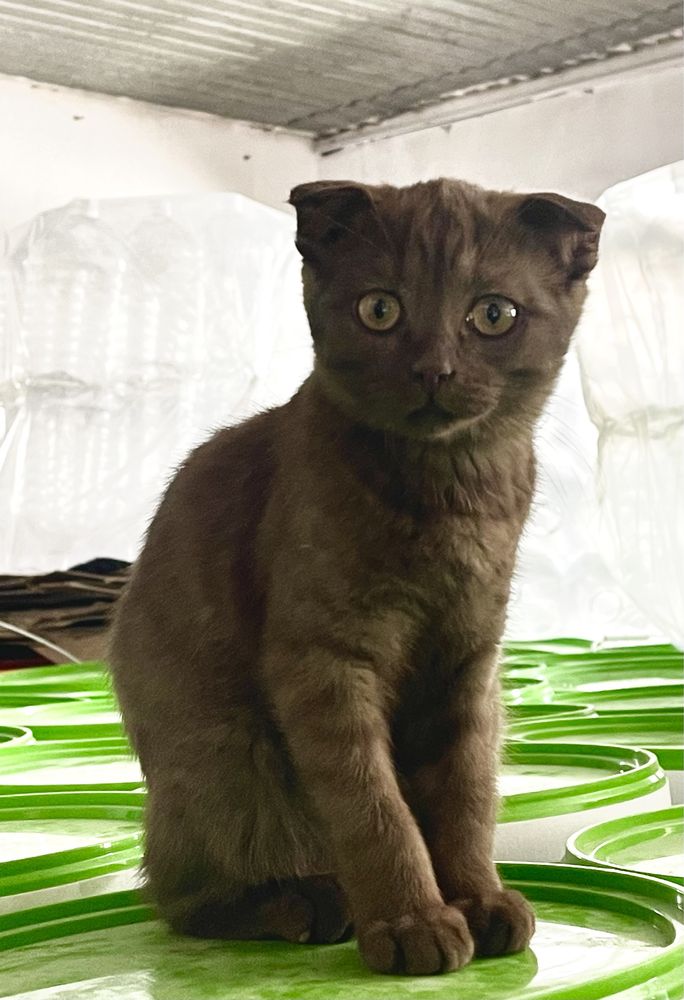 Котенок девочка