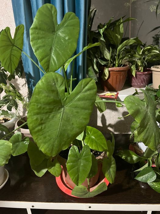 Комнатные растения