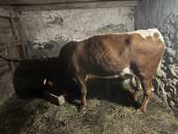 Vand vaca cu vitel