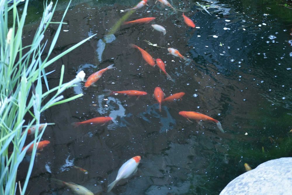 vand carasi aurii iaz