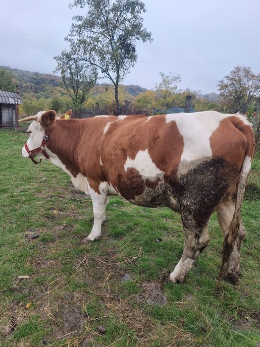 Baltata românească + vitel