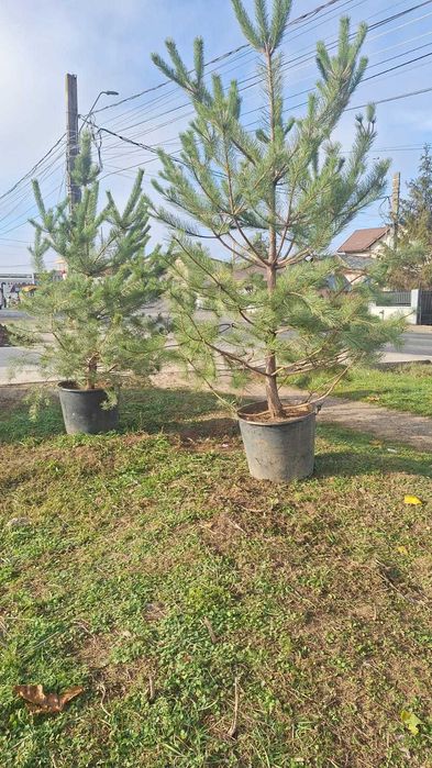 Reducere Brazi Normandieni Naturali – Direct de la Producător,