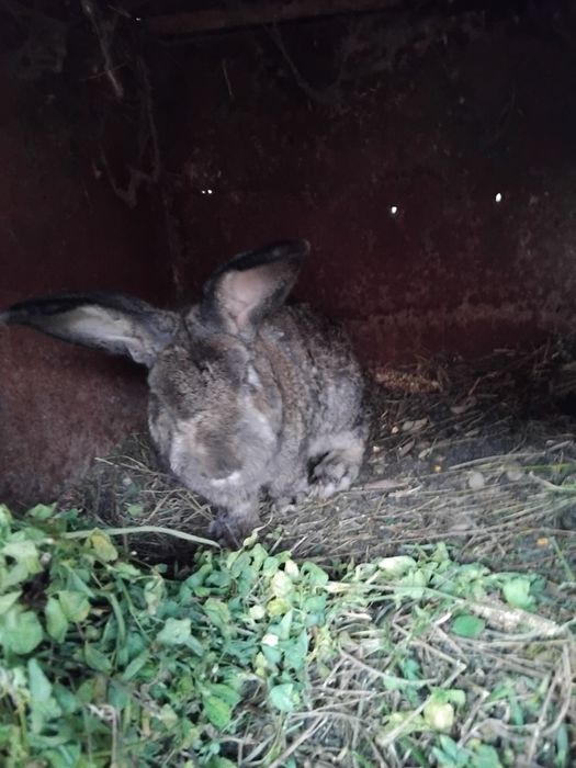 Iepuri de casa 4 buc !!