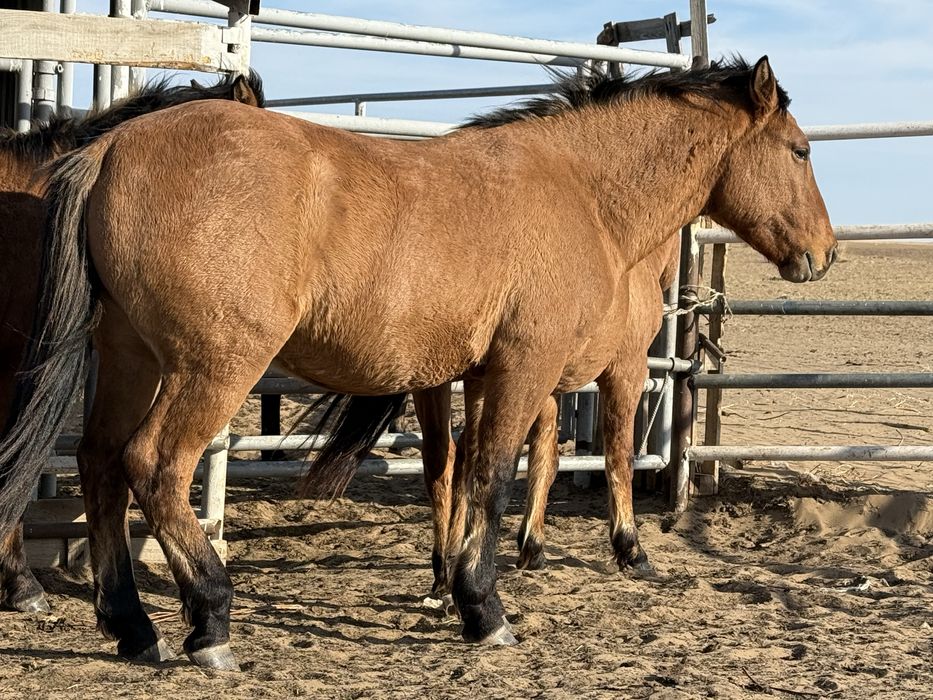 Айғыр айгыр жеребец