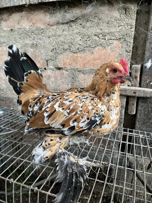 Vand cocosi mii de flori