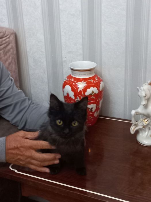 В добрые руки пристраивается!