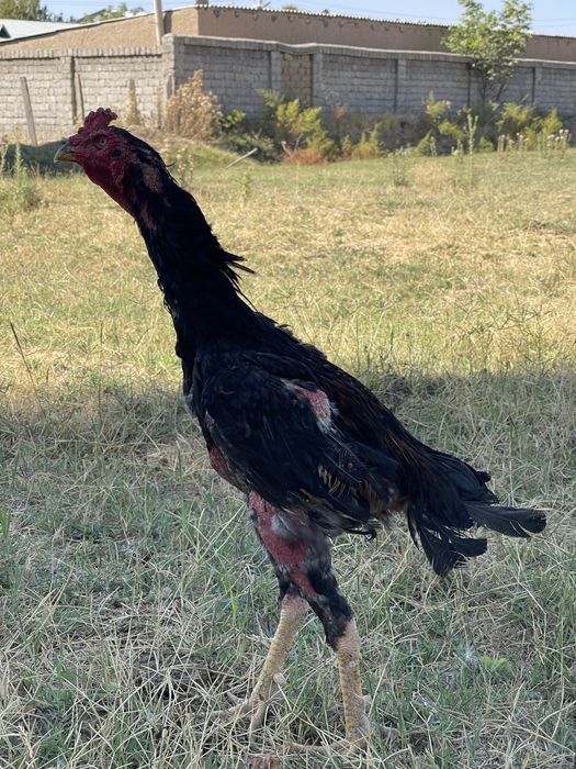 Dakan Hoʻroz sotiladi