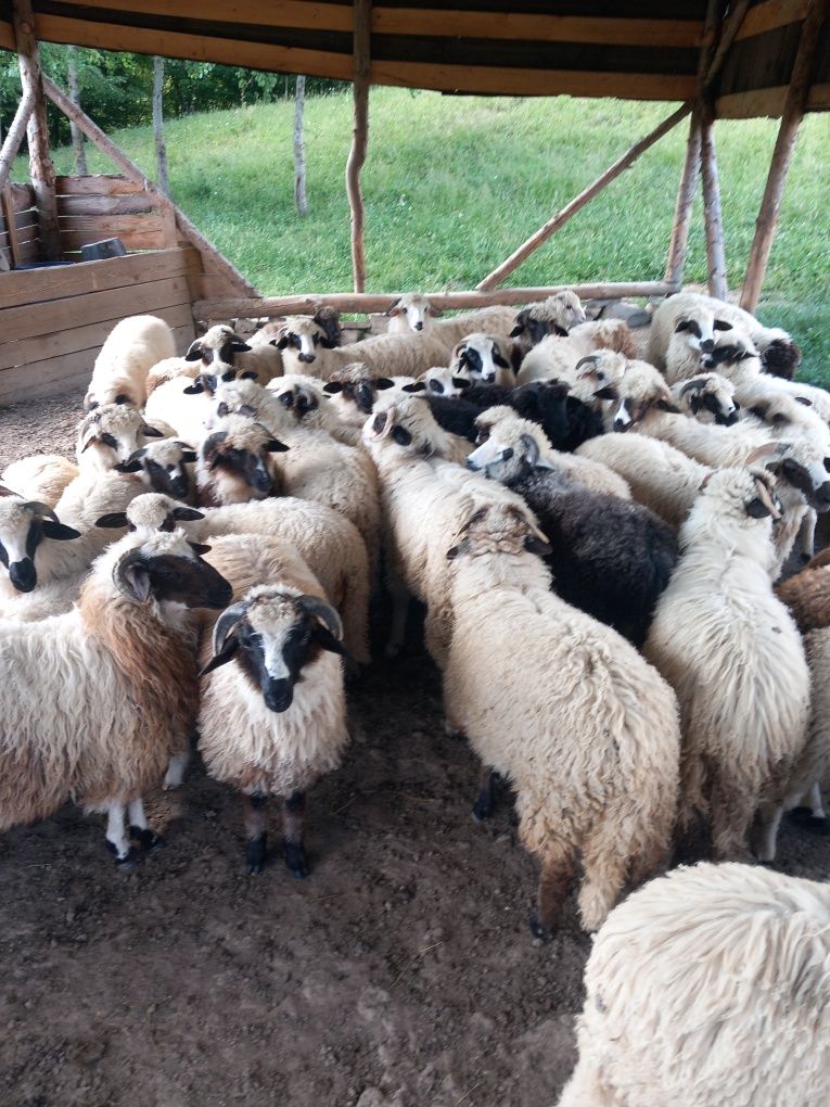 Miei grași 60 de bucăți