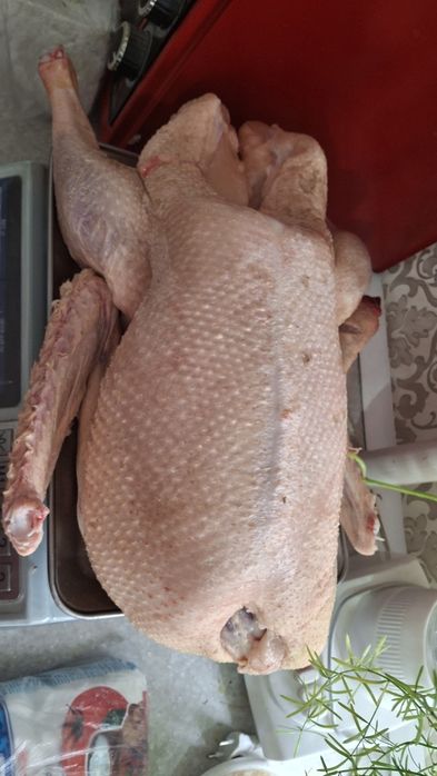 Продам тушки гусей.