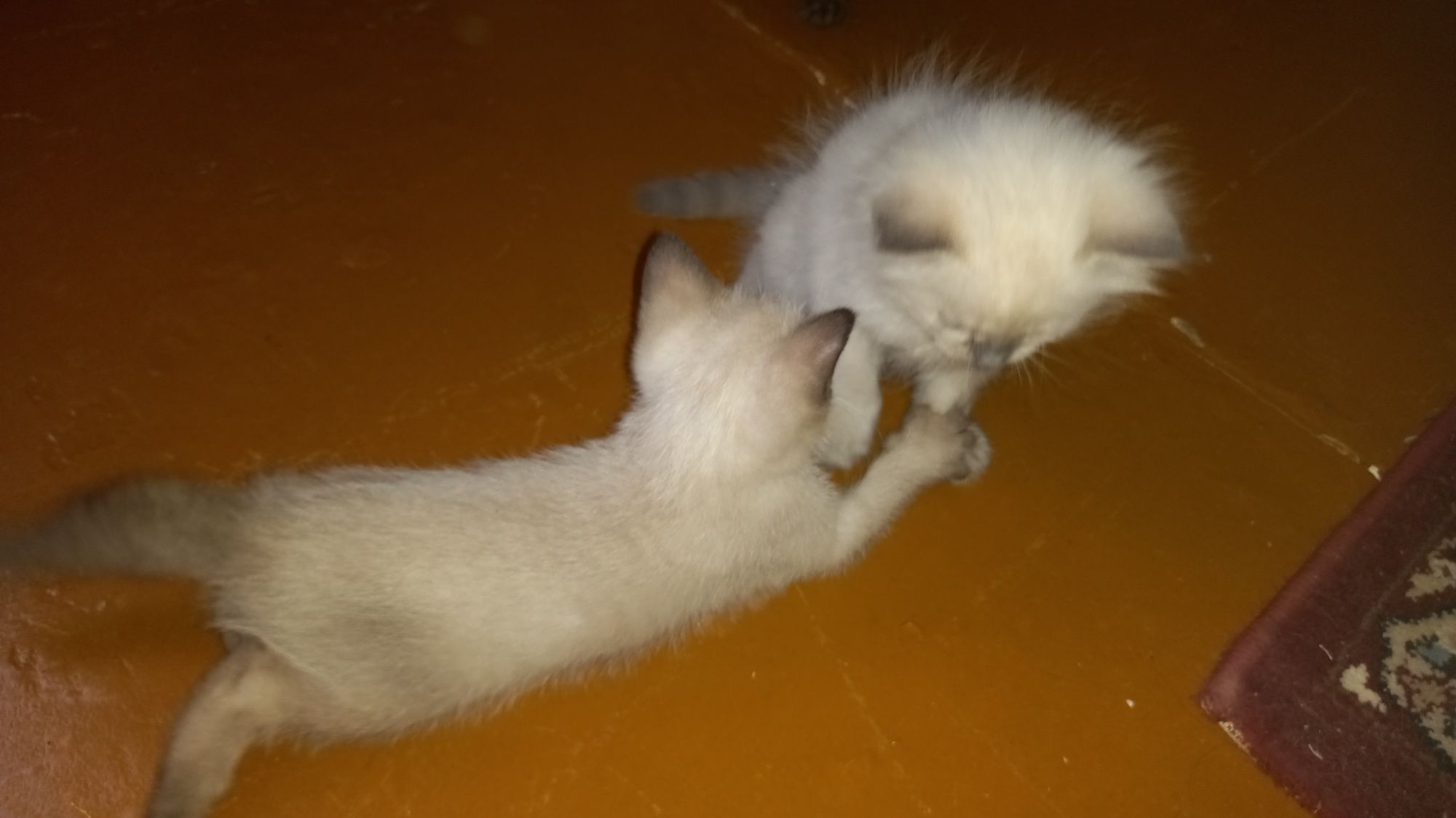 Пародистые котята чисто сиамские