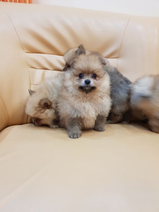 Померан померанчета Гр София снимки от днес 05.12.2025г