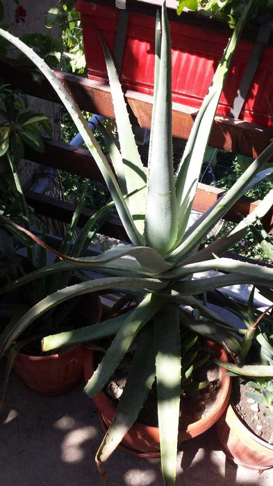 Алое Барбаденсис