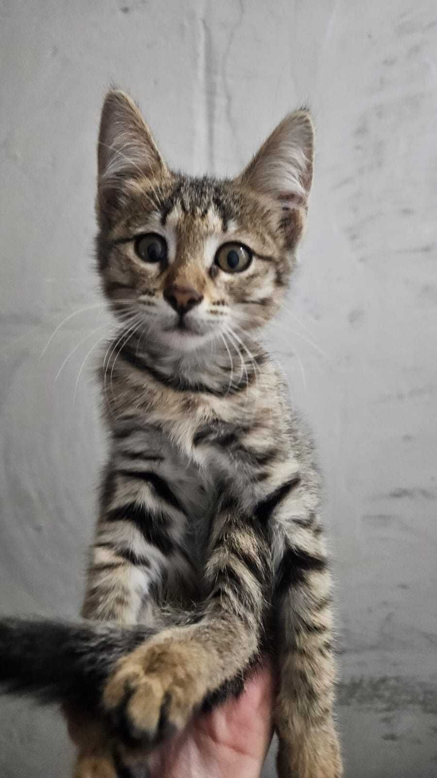 красивый котёнок ответственным людям