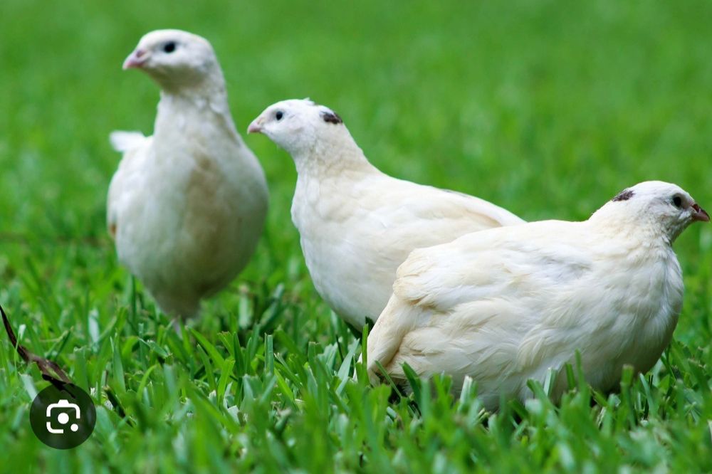 Бедана сотилади гушт ва тухум йуналишга техас ва япон манжур