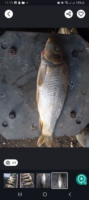 Срочна продается рыба сазан