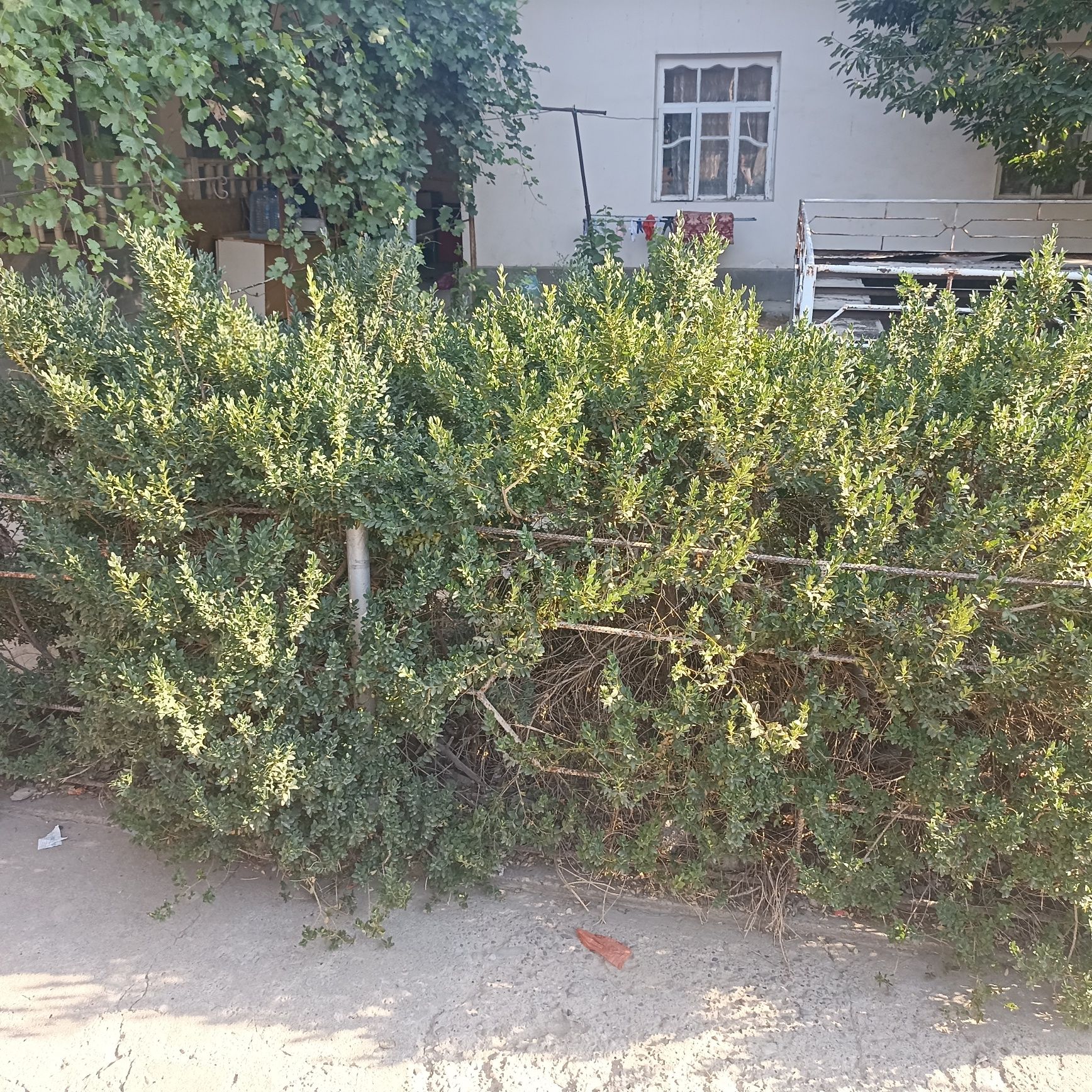 Shamshod ko‘chat sotiladi